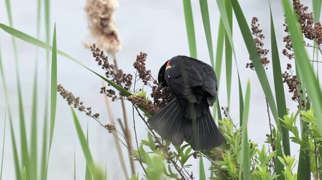 Red-winged blackbird sitting on cattail turns then flies away