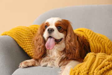 Adorable cavalier King Charles spaniel sitting on armchair near beige wall at home
