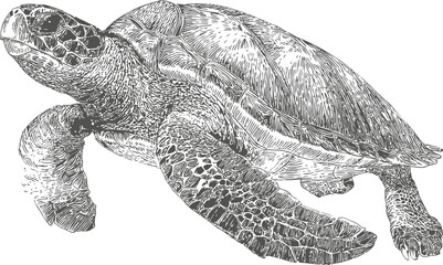 Fototapeta premium Detailed illustration of a swimming sea turtle in black and white sketch style. Vector illustration