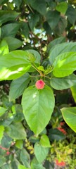 Emerging Red Bud on Lush Green Plant:  A vibrant, unopened pinkish-red flower bud sits prominently...