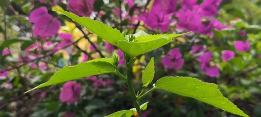 Fototapeta premium Fresh Green Leaves with Purple Flowers in Background: A close-up of fresh green leaves in sharp focus, set against a colorful backdrop of blooming purple flowers