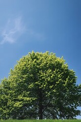 Fototapeta premium summer green tree against blue sky