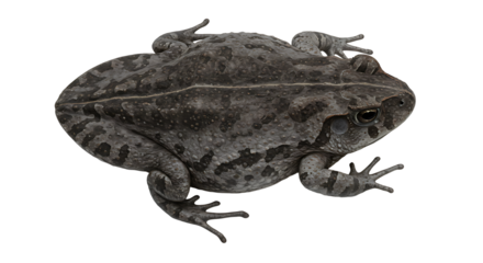 Camouflaged Toad with Mottled Skin and Protruding Eyes Isolated
