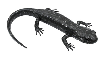 Naklejka premium Detailed Black Salamander with White Speckles on Transparent Background