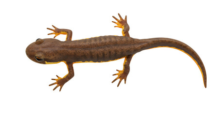 Fototapeta premium Dorsal View of a California Newt with Vivid Yellow Accents