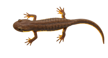 Dorsal View of a California Newt with Vivid Yellow Accents