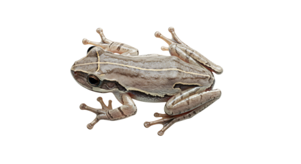 Overhead View of a Striped Tree Frog with Distinctive Markings