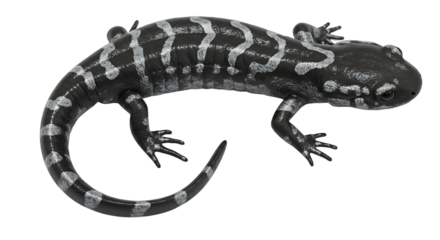 Striking Black and Silver Salamander with Unique Pattern and Curving Tail