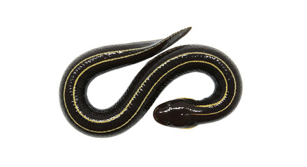 Fototapeta premium Striking Black and Yellow Striped Snake with Unique Body Shape