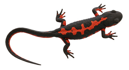 Naklejka premium Striking Overhead View of a Vibrant FireBellied Newt with Detailed Markings