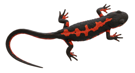 Striking Overhead View of a Vibrant FireBellied Newt with Detailed Markings