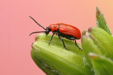 Lilioceris lilii insect on a lily leaf
