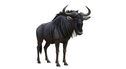 Majestic Wildebeest with Curving Horns and Distinct Striped Pattern