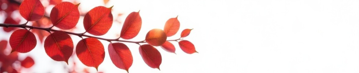 Fototapeta premium Red-brown eucalyptus leaves, autumnal branch, white background side border Ample copy space , leaves, rustic