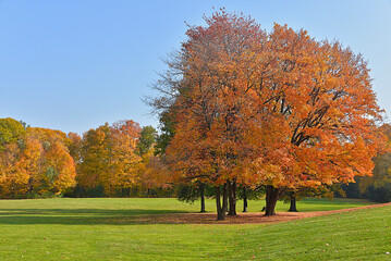 Beautiful forest in fall with autumn leaf colour