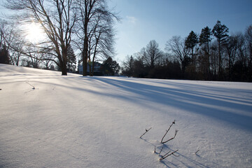 Lens flare in the maple tree in the snow covering the public park