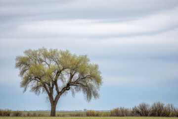 solitary old tree stands against bright cloudy sky emphasizing serene green leaves