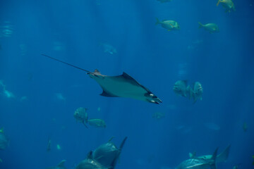 A Atlantic Pygmy Devil Ray at a local aquarium