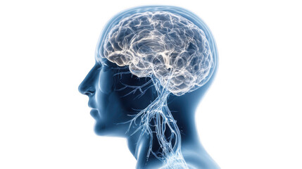Obraz premium Medical illustration showing human brain activity and nervous system with transparent background, perfect for healthcare and science presentations