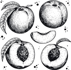 Peach fruit vector drawing set. Hand drawn collection of peaches, whole and sliced. Engraved style illustration for juice, jam, cosmetic.