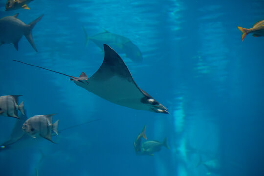 A Atlantic Pygmy Devil Ray at a local aquarium