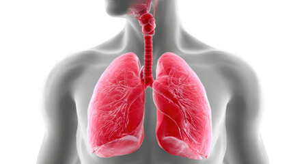 Realistic 3d rendering of human lungs breathing showing respiratory system on a transparent background, perfect for medical presentations, educational videos, and health related projects