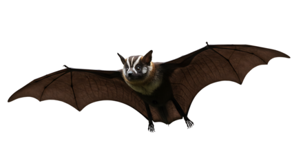 Detailed Portrait of a Flying Bat with Striking Facial Markings