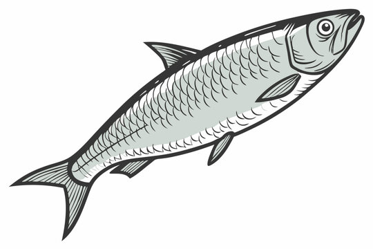 Detailed illustration of a single shad fish