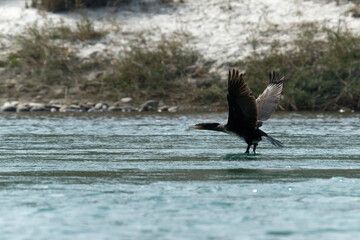 Great cormorant in flight