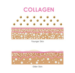 Collagen Aging Infographic,Comparing Young vs Mature Skin Structure, Protection Skin , vector design