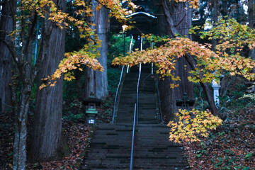 Sacred Path to Togakushi Shrine Through an Ancient Forest in Autumn
