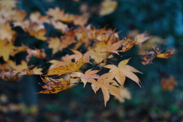 Golden Japanese Maple Leaves in an Autumn Forest