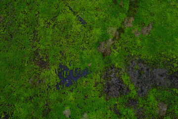 green moss texture background