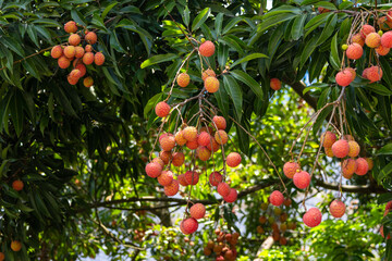 The lychees are ripe in summer