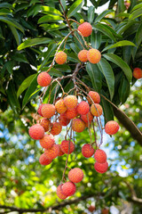 The lychees are ripe in summer