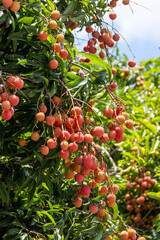 The lychees are ripe in summer