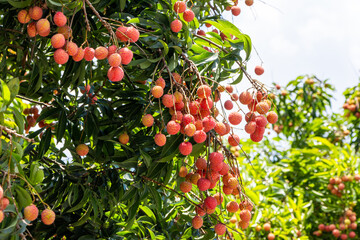 The lychees are ripe in summer