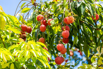 The lychees are ripe in summer