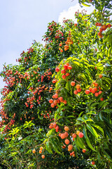 The lychees are ripe in summer