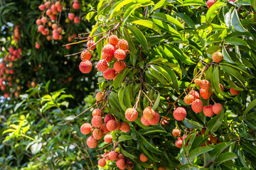 The lychees are ripe in summer