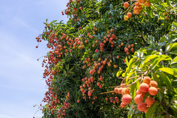 The lychees are ripe in summer
