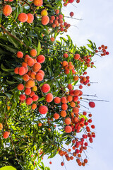 The lychees are ripe in summer