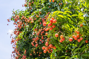 The lychees are ripe in summer