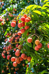 The lychees are ripe in summer