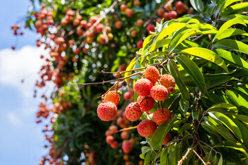 The lychees are ripe in summer