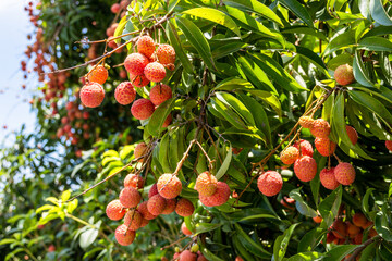 The lychees are ripe in summer