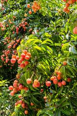 The lychees are ripe in summer