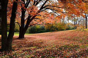 Vibrant Autumn Foliage: A Captivating Scene of Fallen Leaves Blanketing the Ground in Rich, Warm Colour of Fall