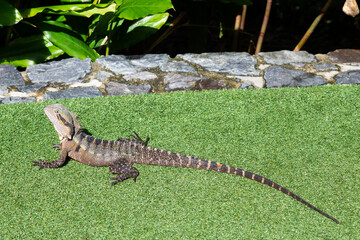 water dragon lizard in the wild