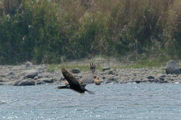 Great cormorant in flight